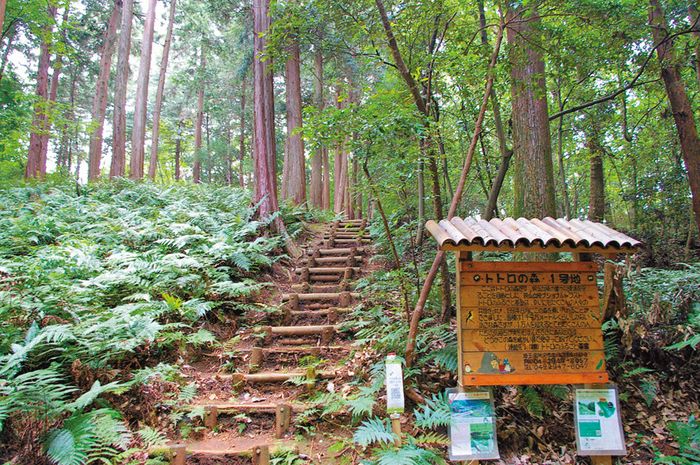 totoro foresta totoro foresta